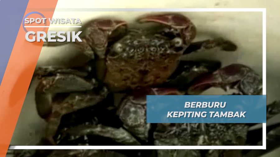 Berburu Kepiting Tambak Gresik 