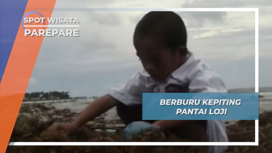 Berburu Kepiting Pantai Parepare