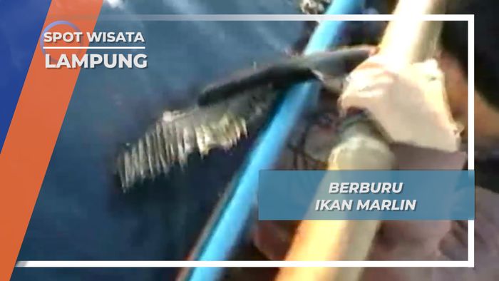 Berburu Ikan Marlin Krui Lampung Barat