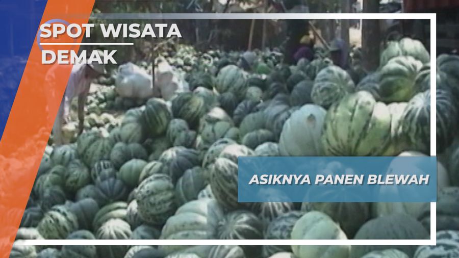 Segar Seru Panen Blewah Desa Selo Demak