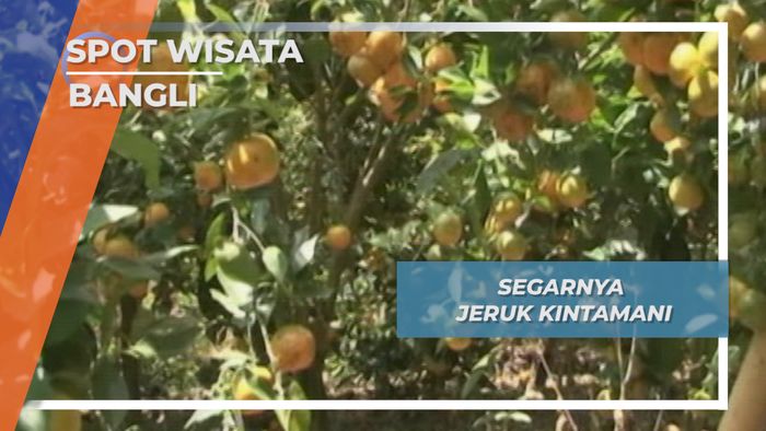 Segar Seru Panen Jeruk Kintamani Desa Katung Bangli