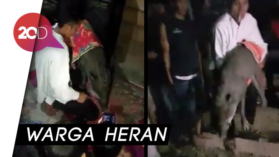 Bikin Penasaran, Babi Liar Nempel ke Warga-Tak Mau Kembali ke Hutan