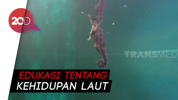 Melihat Penangkaran Kuda Laut di Bali
