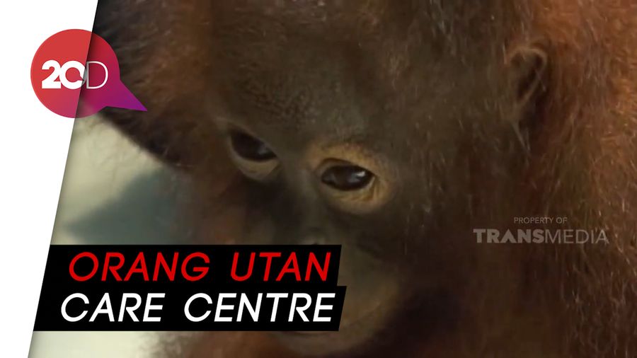 Ada Rumah Sakit Khusus Orang Utan di Kalimantan Tengah