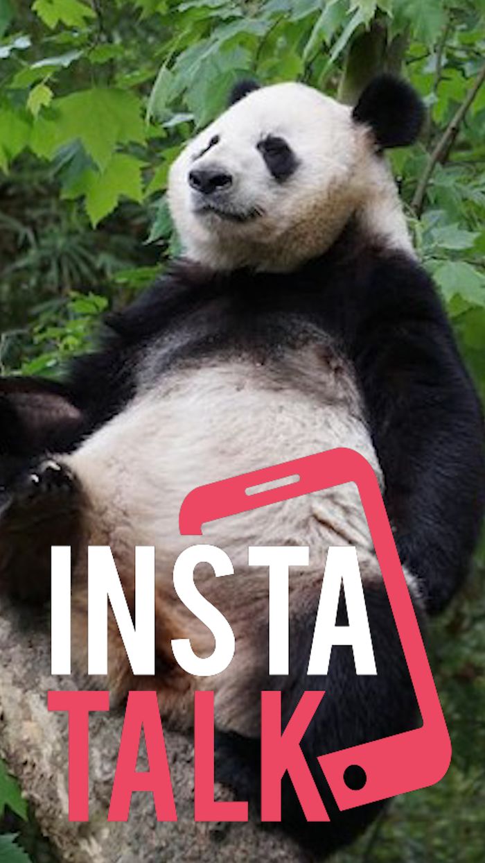 InstaTalk!: Mengenal Keunikan dari Giant Panda Taman Safari