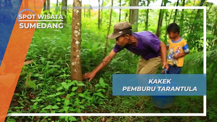 Pemburu Tarantula Sumedang