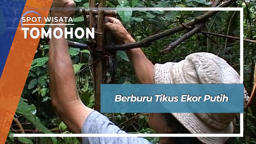 Pemburu Tikus Ekor Putih Rurukan Gunung Mahawu Tomohon