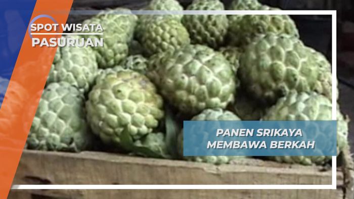 Panen Srikaya di Rombo Wetan kecamatan Rembang Pasuruan