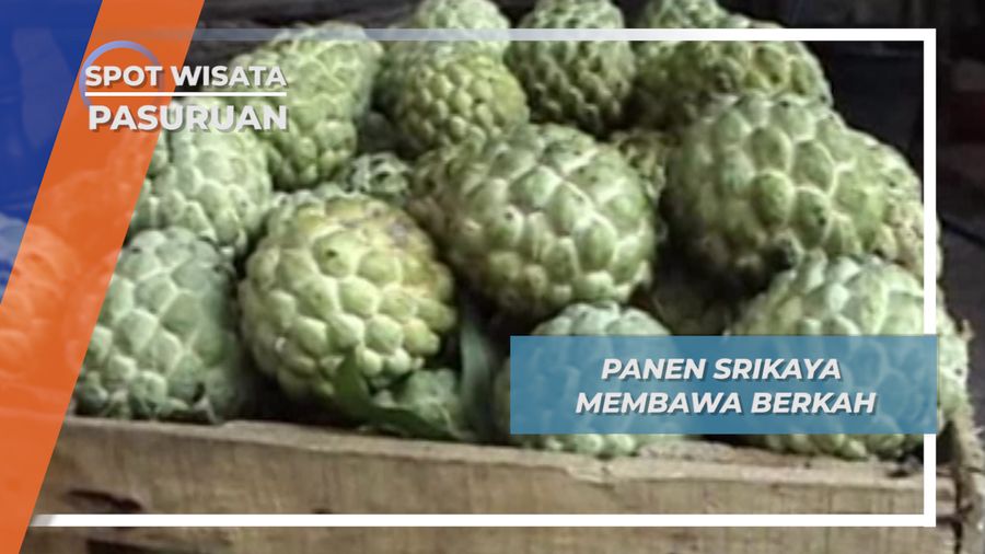 Panen Srikaya di Rombo Wetan kecamatan Rembang Pasuruan