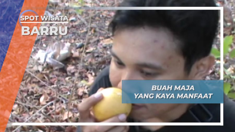Panen Buah Maja dari Mallusetasi Barru Sulawesi selatan