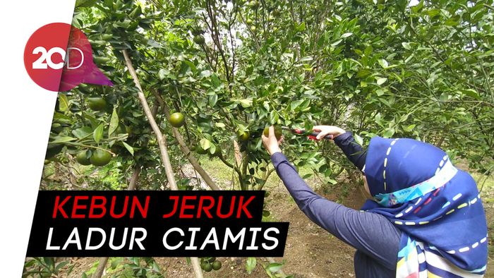 Serunya Petik dan Cicipi Jeruk Sepuasnya di Ciamis