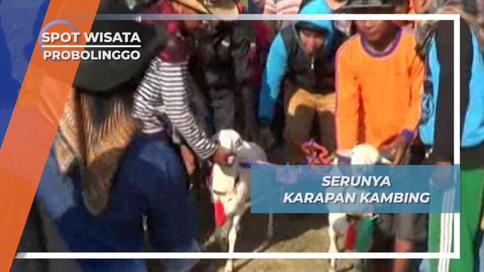 Seru Karapan Kambing Desa Triwung Kademangan Probolinggo