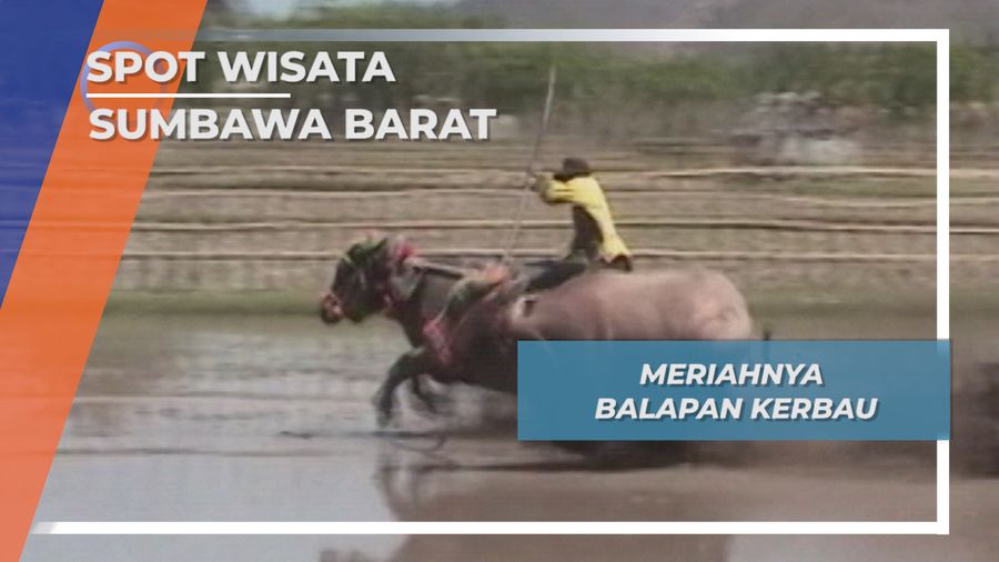 Seru Meriah Balapan Kerbau Sumbawa Barat