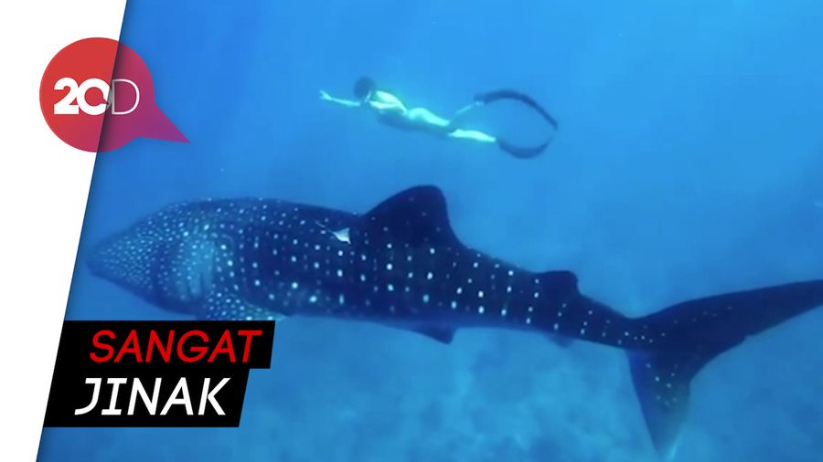 Sensasi Berenang Bersama Hiu Paus di Maldives