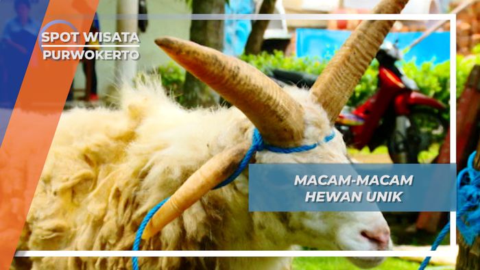 Kebun Binatang Hewan Unik Desa Pancasan Ajibarang Purwokerto