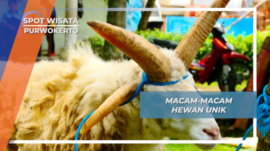 Kebun Binatang Hewan Unik Desa Pancasan Ajibarang Purwokerto