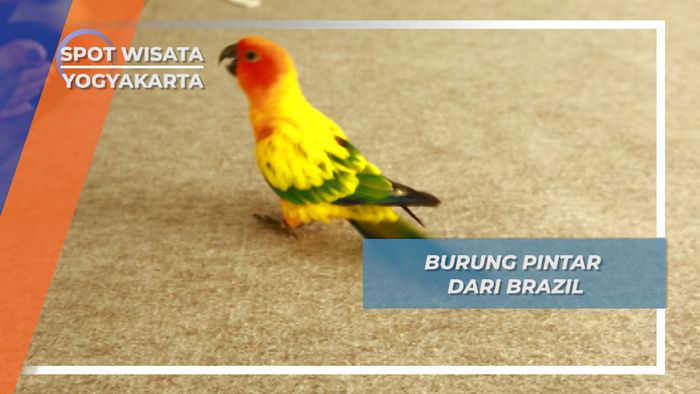 Burung Paruh Bengkok Pintar dari Komunitas Pencinta Hewan Yogyakarta