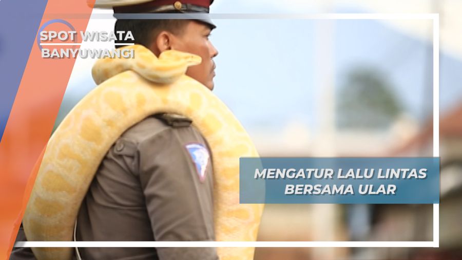Ular Banyuwangi Turut Mengatur Lalu Lintas Kota 