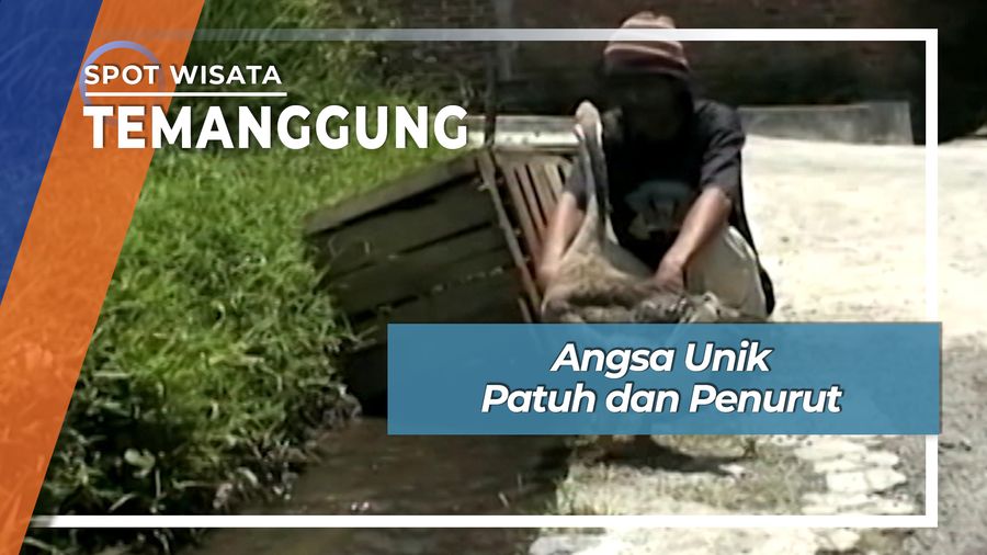Angsa Temanggung yang Patuh dan Penurut 