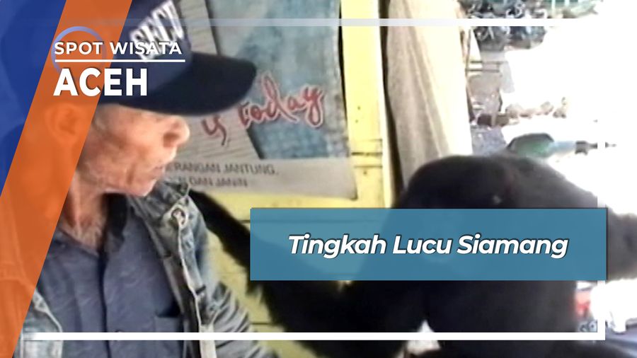 Siamang Gunung Geurutee Aceh Sahabat Pengendara