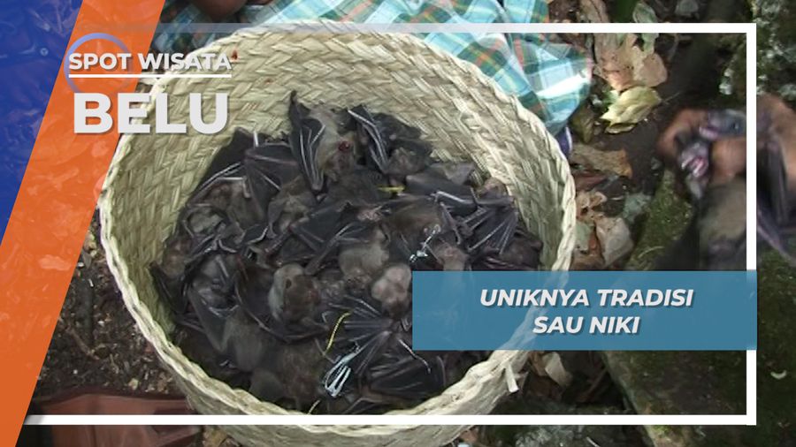 Sau Niki, Tradisi Panen Kelelawar Desa Tohe Leten Belu