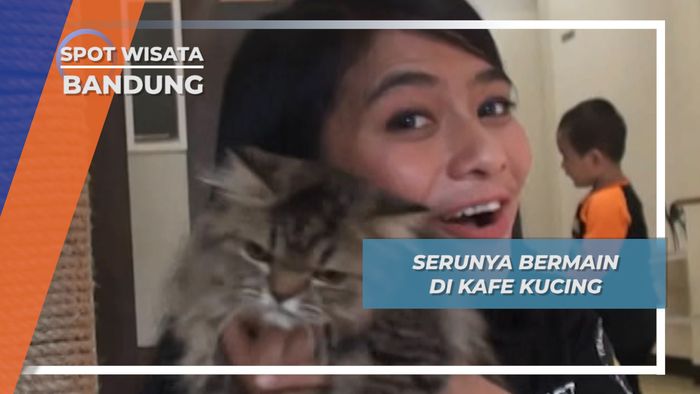 Sensasi Makan Kafe Kucing, Bandung