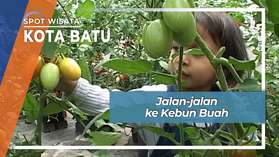 Panen Tomat Ceri, Paprika dan Apel Manalagi, Petik Buah Berwarna Indah Kota Batu Malang