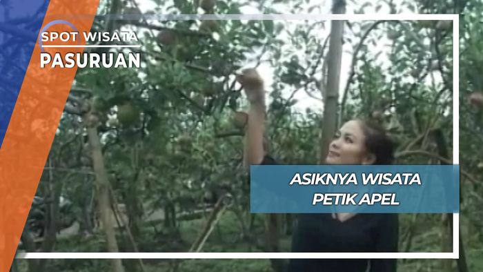 Panen Apel Rome Beauty, Petik Buah Desa Kayukebek Tutur Pasuruan