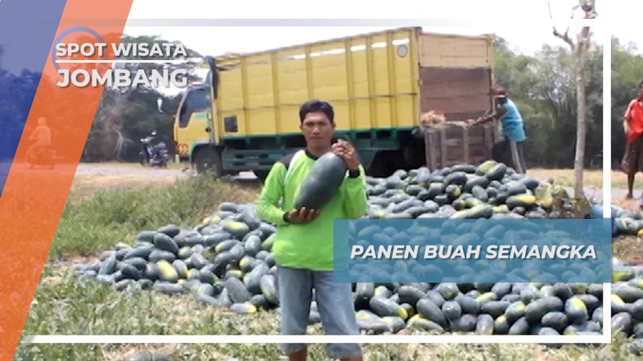Panen Semangka Inul, Petik Untung Warga Desa Pacarpeluk Megaluh Jombang