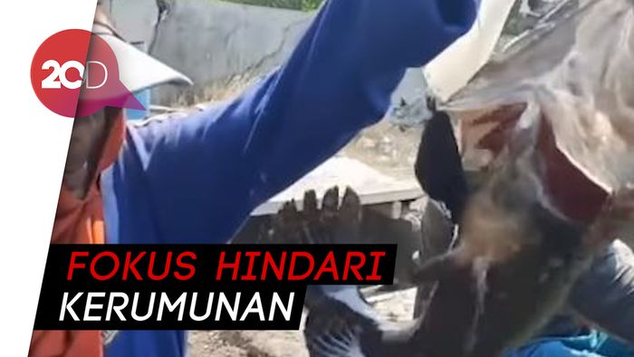 Cara Unik Petambak Kerapu Panen di Saat Pandemi