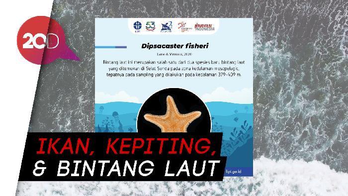 Ini Daftar 5 Spesies Hewan Laut Baru di Indonesia