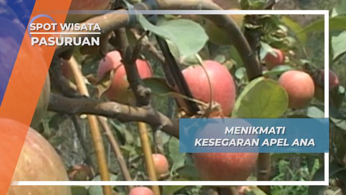 Apel Ana, Kesegaran Gunung Bromo Pasuruan