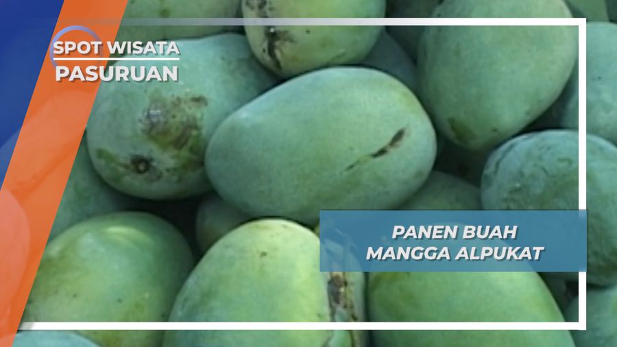 Mangga Alpukat, Cara Unik Menikmati Buah ala Oro oro Ombo Pasuruan