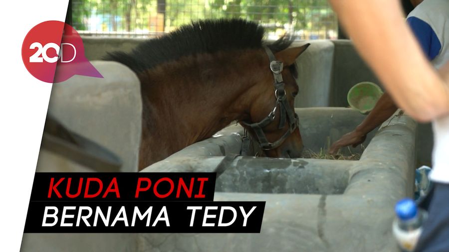 Melihat Pemeliharaan Kuda Poni di TSTJ Solo