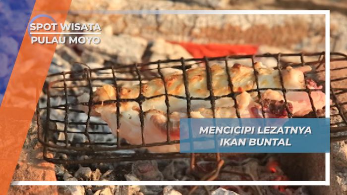 Ikan Buntal, Kelezatan dan Racun Alami Pulau Moyo