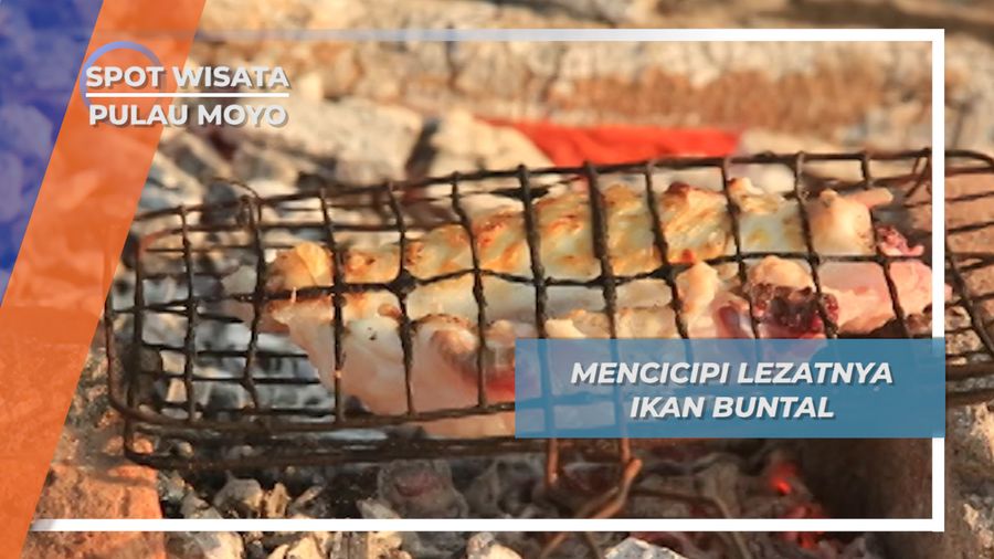 Ikan Buntal, Kelezatan dan Racun Alami Pulau Moyo