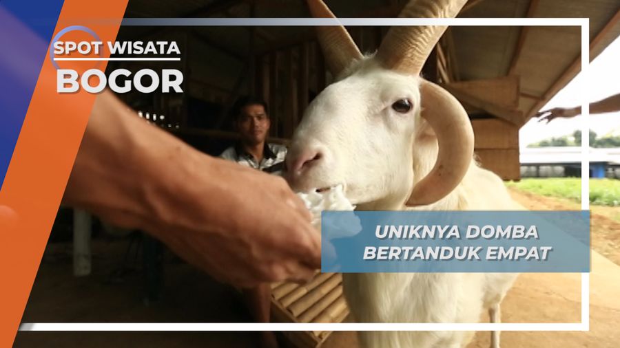Kujang, Sang Domba Kesayangan Bertanduk Empat Yang Gemar Krupuk Bogor