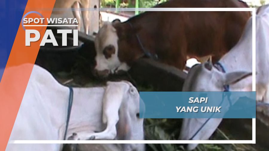 Sapi Unik Pati Jawa tengah