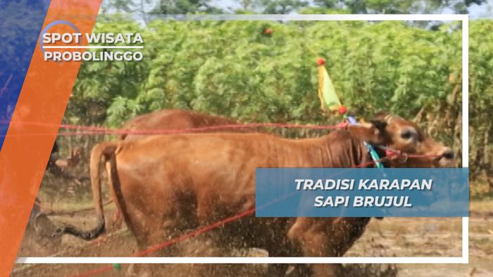 Sapi Brujul, Tradisi Karapan Desa Grunting Pademangan Probolinggo