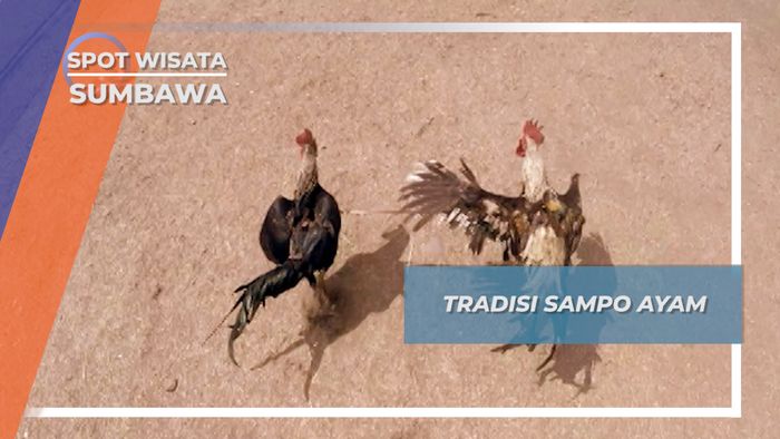Sampo Ayam, Tradisi Balap Sumbawa