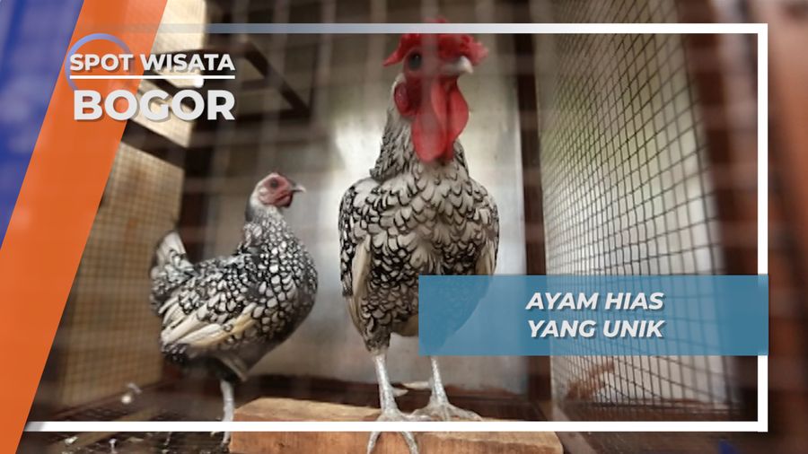 Ayam Hias Peliharaan Andalan Bogor