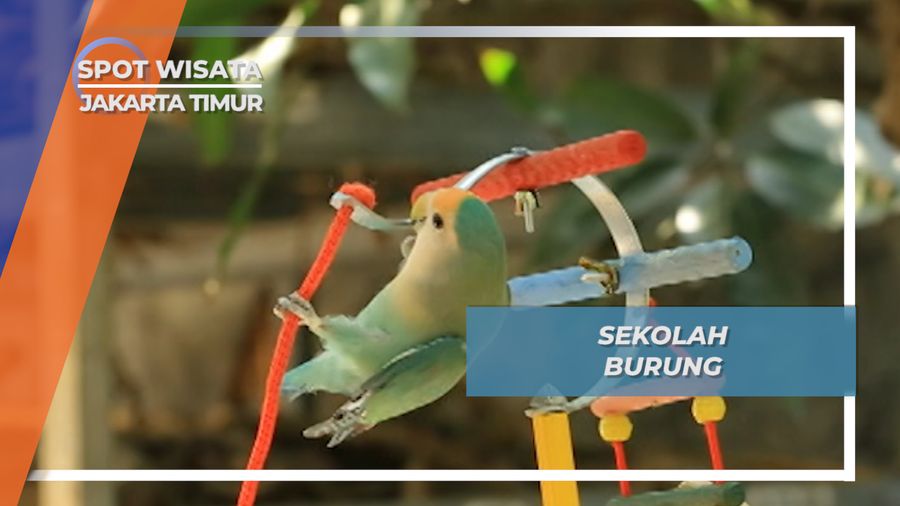 Sekolah Burung agar Pintar di Jakarta Timur