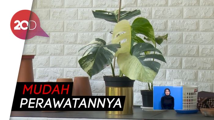 Janda Bolong, Tanaman Hias yang Banyak Diminati Orang