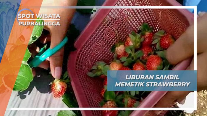 Liburan Petik Strawberry, Sesegar Udara Desa Wisata Serang Purbalingga