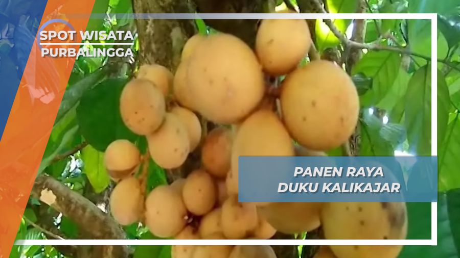Duku Kalikajar, Legenda Buah Purbalingga