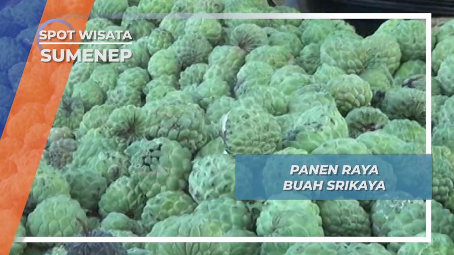 Panen Raya Buah Srikaya Bluto Sumenep