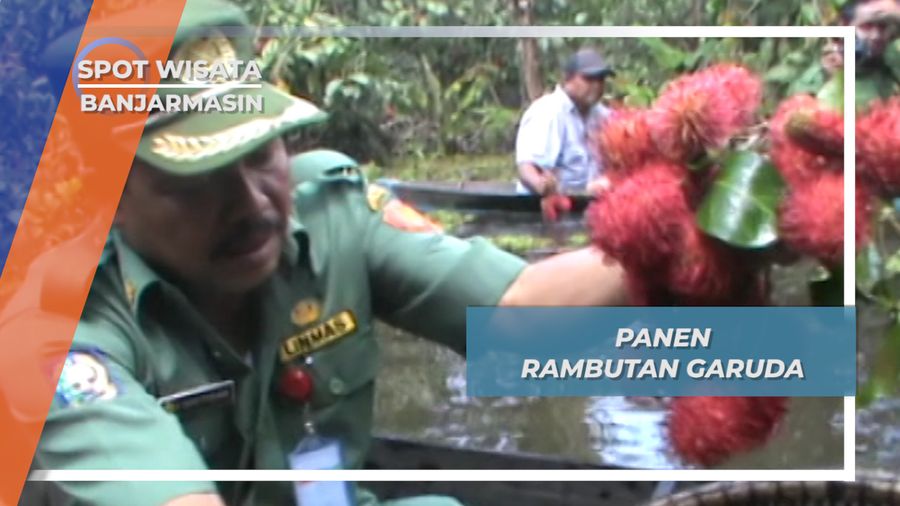 Panen Rambutan Garuda dari Perahu , Plasma Nutfah Banjarmasin