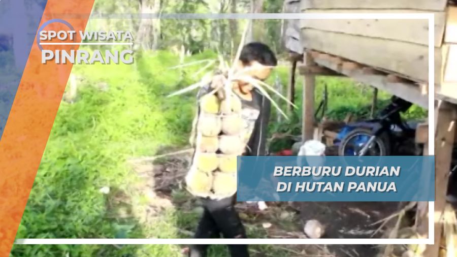 Durian Hutan Panua, Buruan Eksotis Pinrang