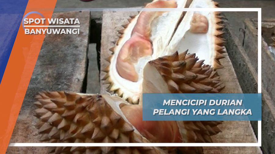 Durian Pelangi Songgon Banyuwangi nan Langka asal Lereng Gunung Raung