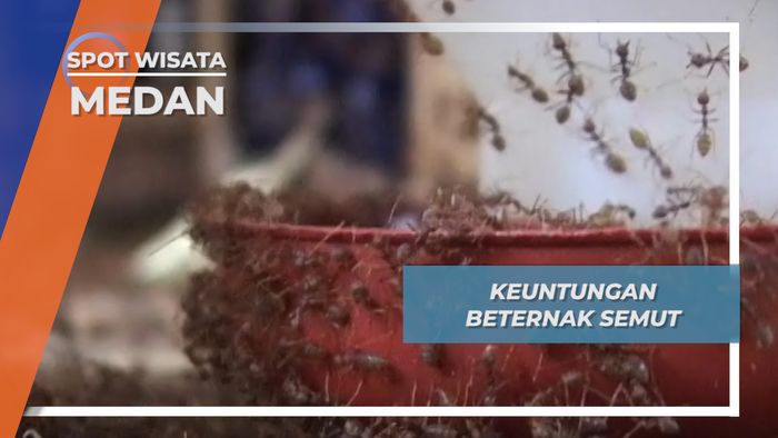 Meraup Untung dari Ternak Semut, Medan